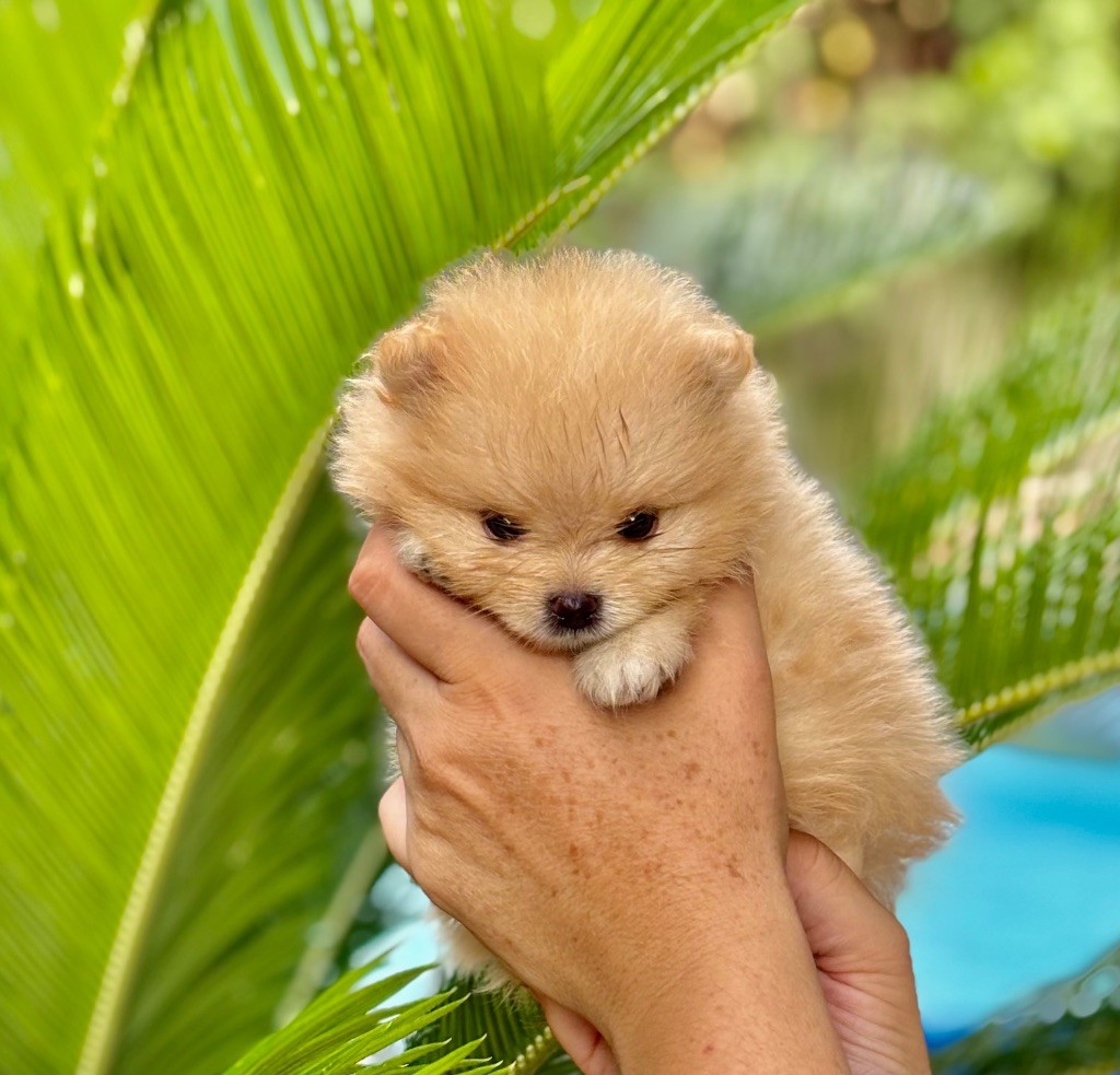 Axelle Peris - Chiots disponibles - Spitz allemand