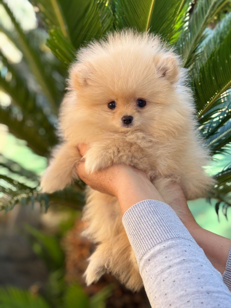 Axelle Peris - Chiots disponibles - Spitz allemand